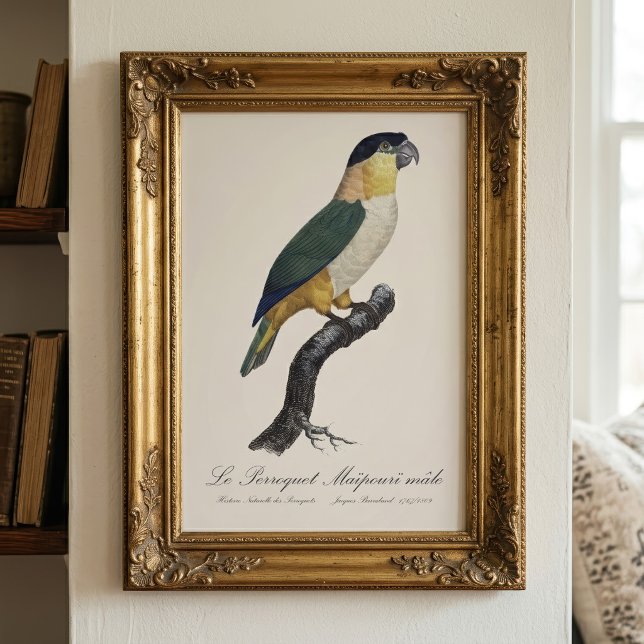 Svartkronad papegoja, Pionites melanocephalus Fototryck (Black-Headed Male Parrot, Pionites Melanocephalus. Photo Print)