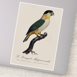 Svartkronad papegoja, Pionites melanocephalus Klistermärken