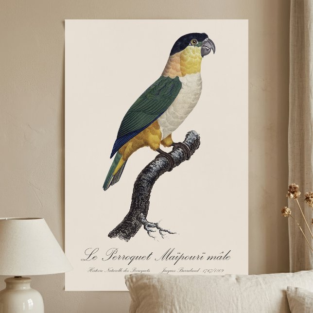 Svartkronad papegoja, Pionites melanocephalus Poster (Black-Headed Male Parrot, Pionites Melanocephalus. Poster)