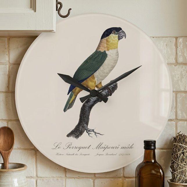 Svartkronad papegoja, Pionites melanocephalus Stor Klocka (Black-Headed Male Parrot, Pionites Melanocephalus. Large Clock)