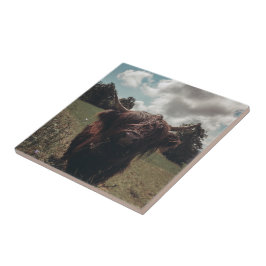 Svartland Skotska vintagar för bete av koma Kakelplatta