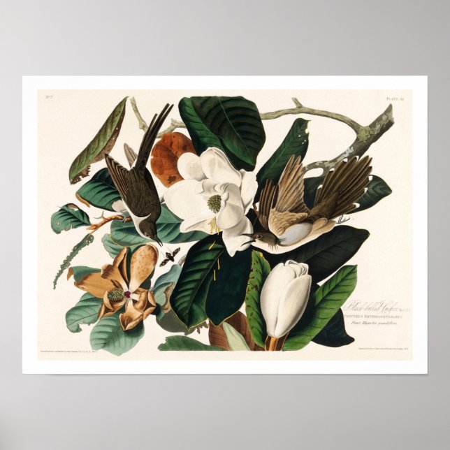 Svartnäbbad kuckoo av Audubon Poster (Framsidan)
