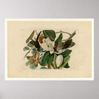 Svartnäbbad kuckoo poster