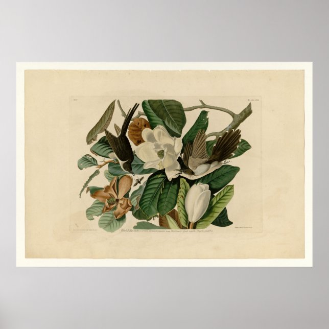 Svartnäbbad kuckoo poster (Framsidan)