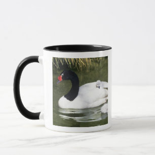 Svartnäbbad svan vuxen och ungar i vatten. mugg