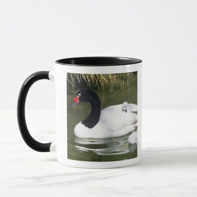 Svartnäbbad svan vuxen och ungar i vatten. mugg (Vänster)