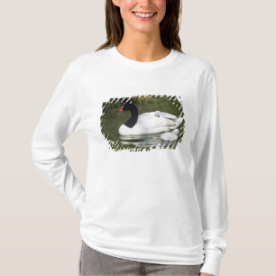Svartnäshalsad svan vuxen och ungar i vatten. t-shirt