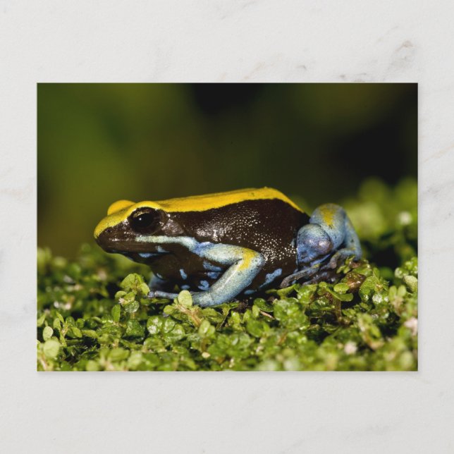Svartöda Mantella, Mantella emptata Vykort (Framsida)