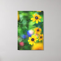 Svartögd Susan