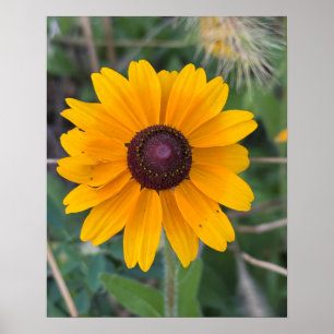 Svartögd Susan Flower Poster