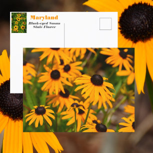 Svartögd Susan Maryland State Flower Vykort