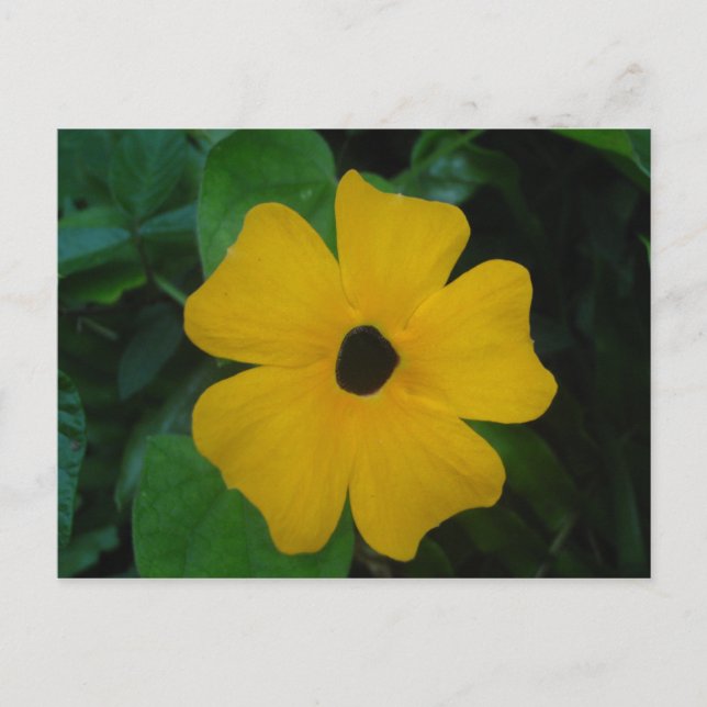 Svartögd Susan Postcard Vykort (Framsida)