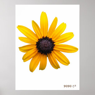 Svartögd Susan Poster