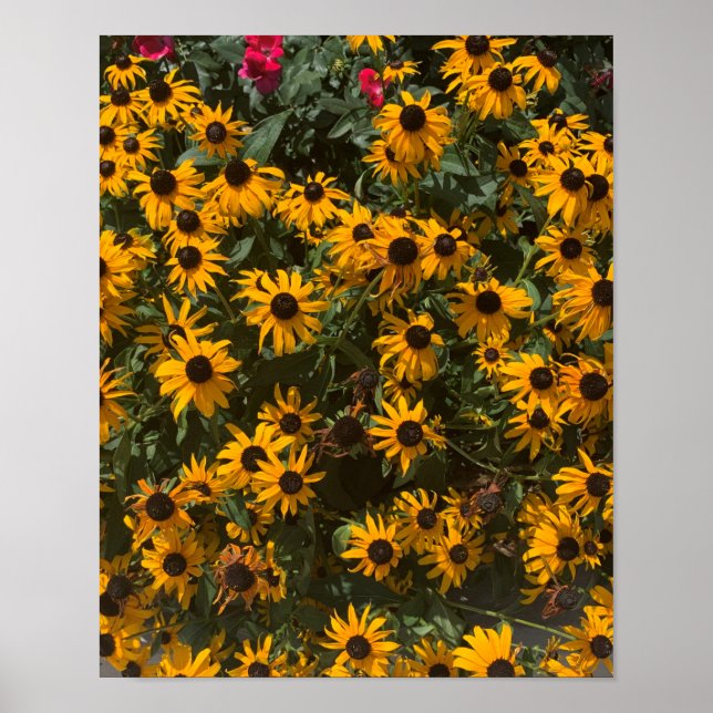 Svartögda Susans blommor, Blommig, Fotografi  Poster (Framsidan)