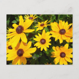 Svartögda susor- Rudbeckior Vykort