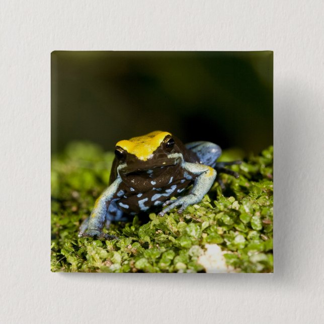Svartörad Mantella, Mantella expectata, 2 Knapp (Framsida)