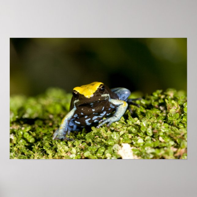 Svartörad Mantella, Mantella expectata, 2 Poster (Framsidan)