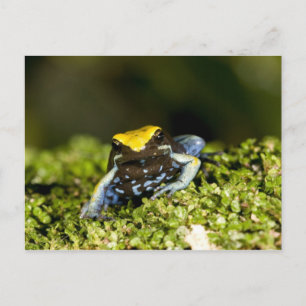 Svartörad Mantella, Mantella expectata, 2 Vykort
