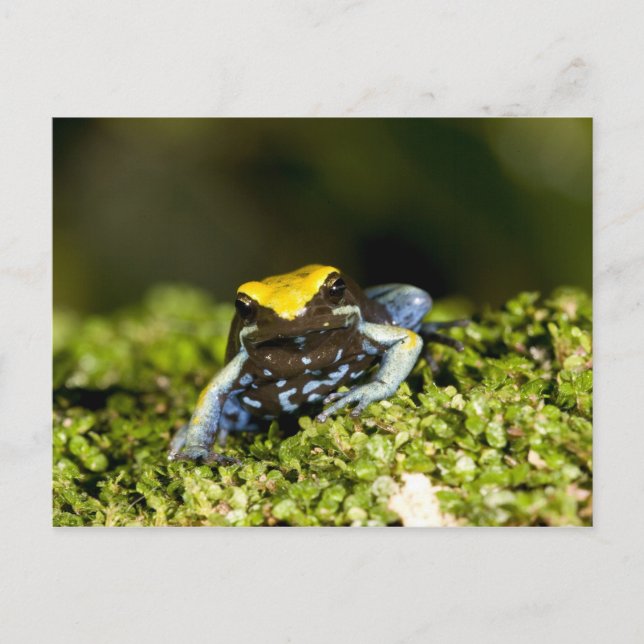 Svartörad Mantella, Mantella expectata, 2 Vykort (Framsida)
