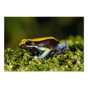 Svartörad Mantella, Mantella expectata, Fototryck