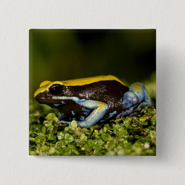 Svartörad Mantella, Mantella expectata, Knapp (Framsida)