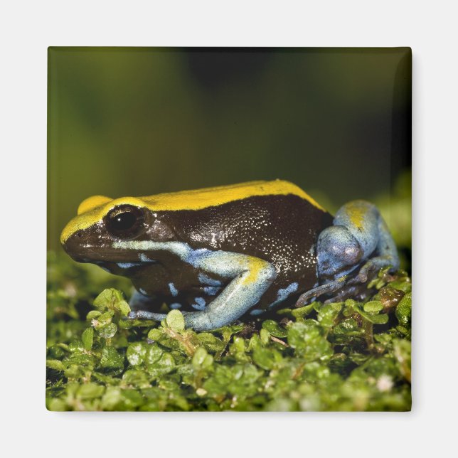 Svartörad Mantella, Mantella expectata, Magnet (Framsidan)