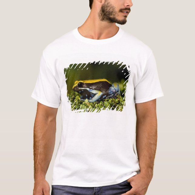 Svartörad Mantella, Mantella expectata, Tee Shirt (Framsida)