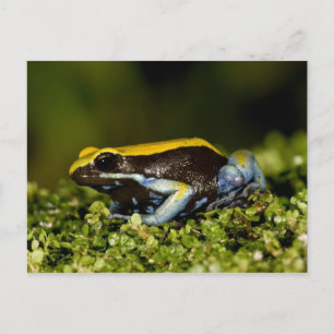 Svartörad Mantella, Mantella expectata, Vykort