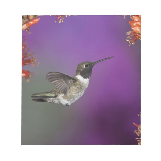 Svartsindad Humingbird, Archilochus alexandri Anteckningsblock (Framsida)