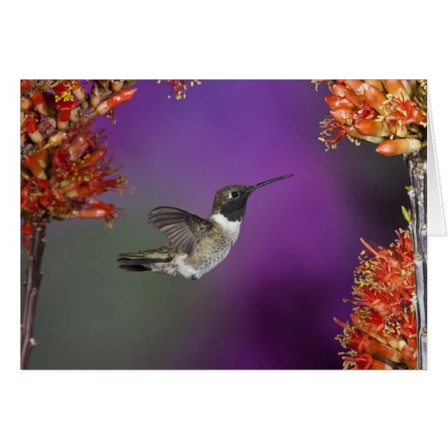 Svartsindad Humingbird, Archilochus alexandri Hälsningskort (Framsidan Horizontal)