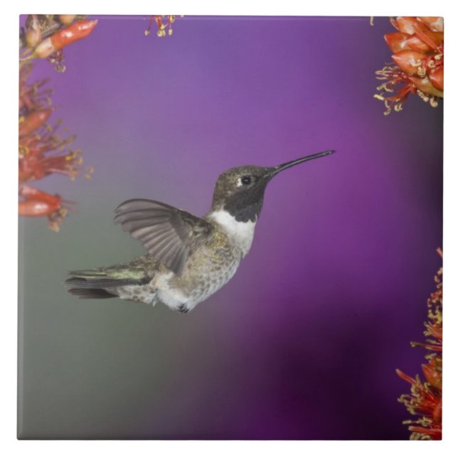 Svartsindad Humingbird, Archilochus alexandri Kakelplatta (Framsidan)