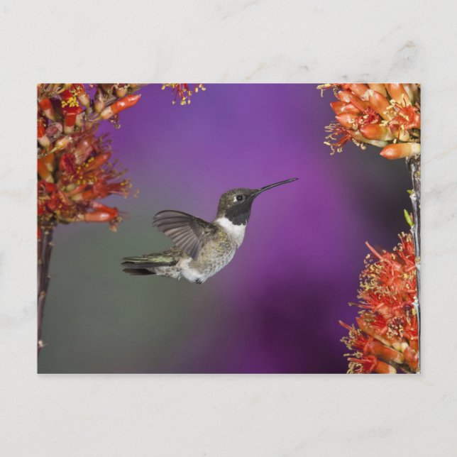 Svartsindad Humingbird, Archilochus alexandri Vykort (Framsida)