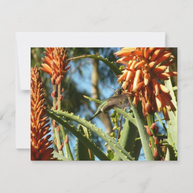 Svartsinnig Hummingbird under Flight (Framsida)