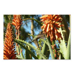 Svartsinnig Hummingbird under Flight Fototryck