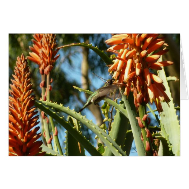Svartsinnig Hummingbird under Flight Hälsningskort (Framsidan Horizontal)