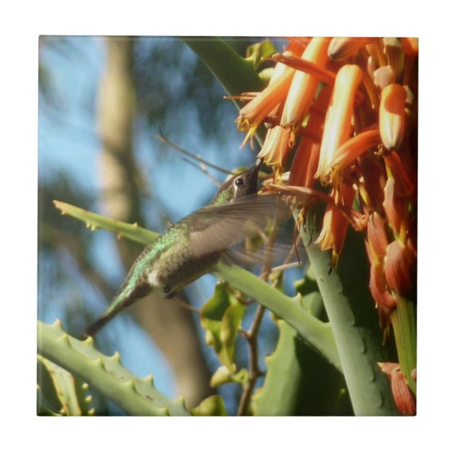 Svartsinnig Hummingbird under Flight Kakelplatta (Framsidan)
