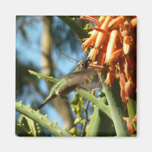 Svartsinnig Hummingbird under Flight Magnet