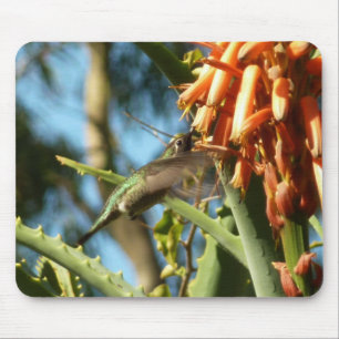 Svartsinnig Hummingbird under Flight Musmatta