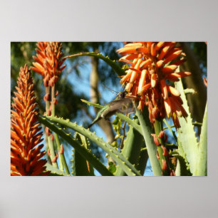 Svartsinnig Hummingbird under Flight Poster