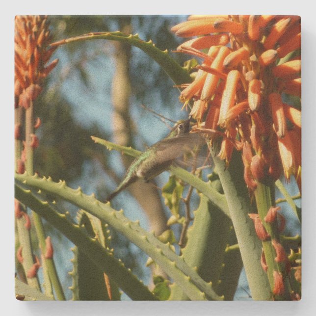 Svartsinnig Hummingbird under Flight Stenunderlägg (Framsidan)