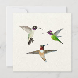 Svartsinniga, rufous och Anna Hummingbird Tack Kort