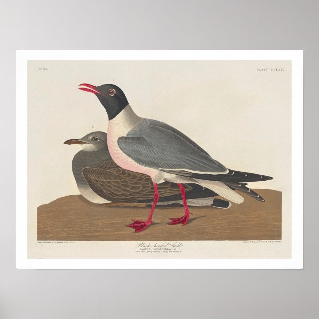 Svartskalle Gull av Audubon Poster (Framsidan)