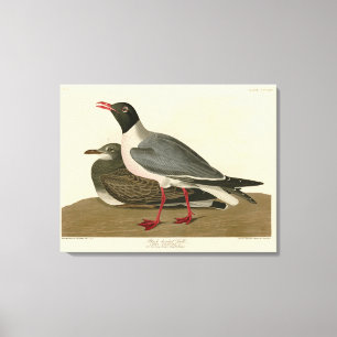 Svartskalle Gull från Audubon's Birds of America Canvastryck