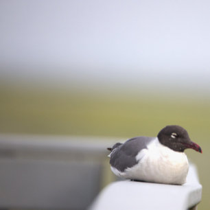 Svartskalle Gull Ornament