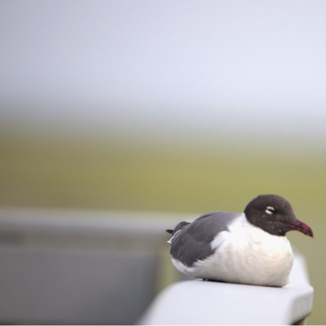 Svartskalle Gull Ornament (Skapare uppladdad)