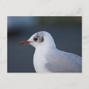 Svartskalle Gull Vykort