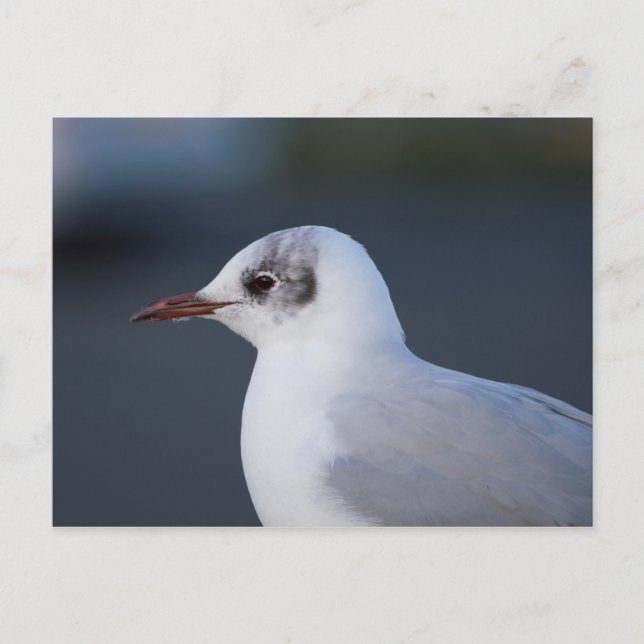 Svartskalle Gull Vykort (Framsida)