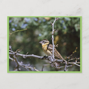 Svartskallig grosbeak som genomborras på träd arma vykort