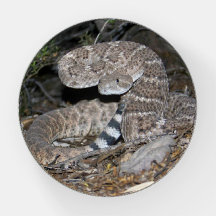 Svartstjärt Rattlesnake