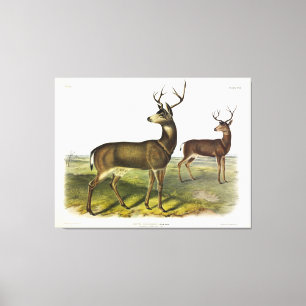 Svartstjärtad colombiansk Hjort, Blacktail, av Aud Canvastryck